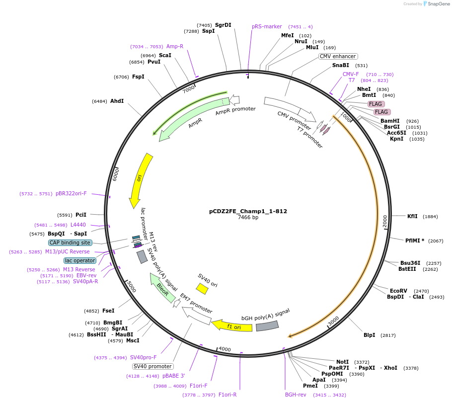 105675-plasmid-map-sequence-id-211344