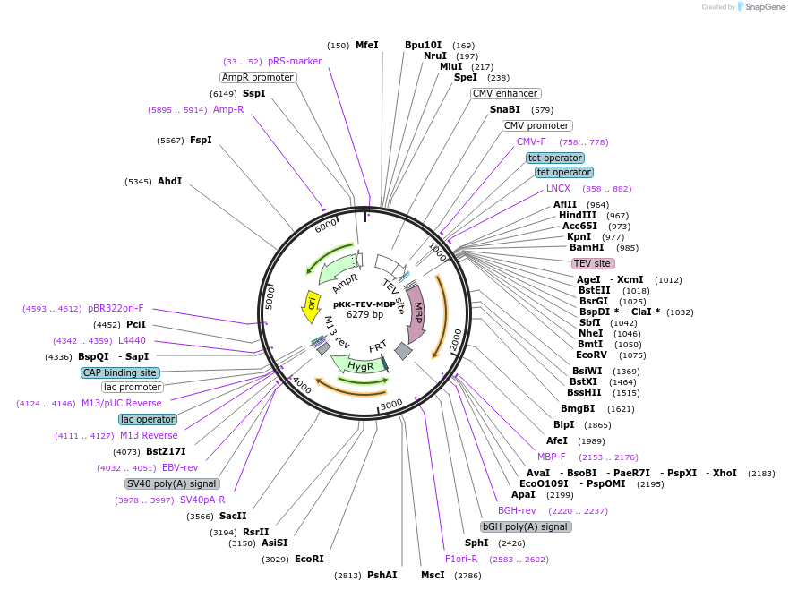 105787-plasmid-map-sequence-id-211379