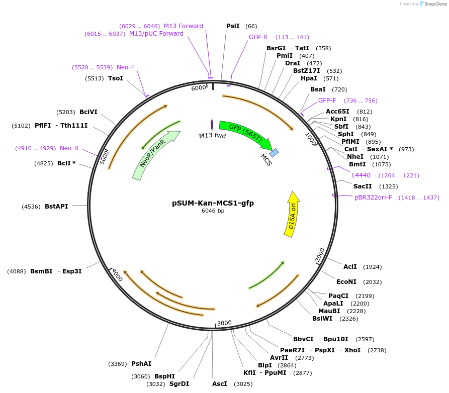 109288-plasmid-map-sequence-id-211389