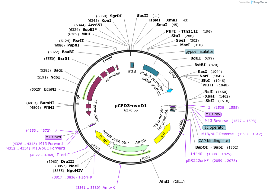 111142-plasmid-map-sequence-id-211391