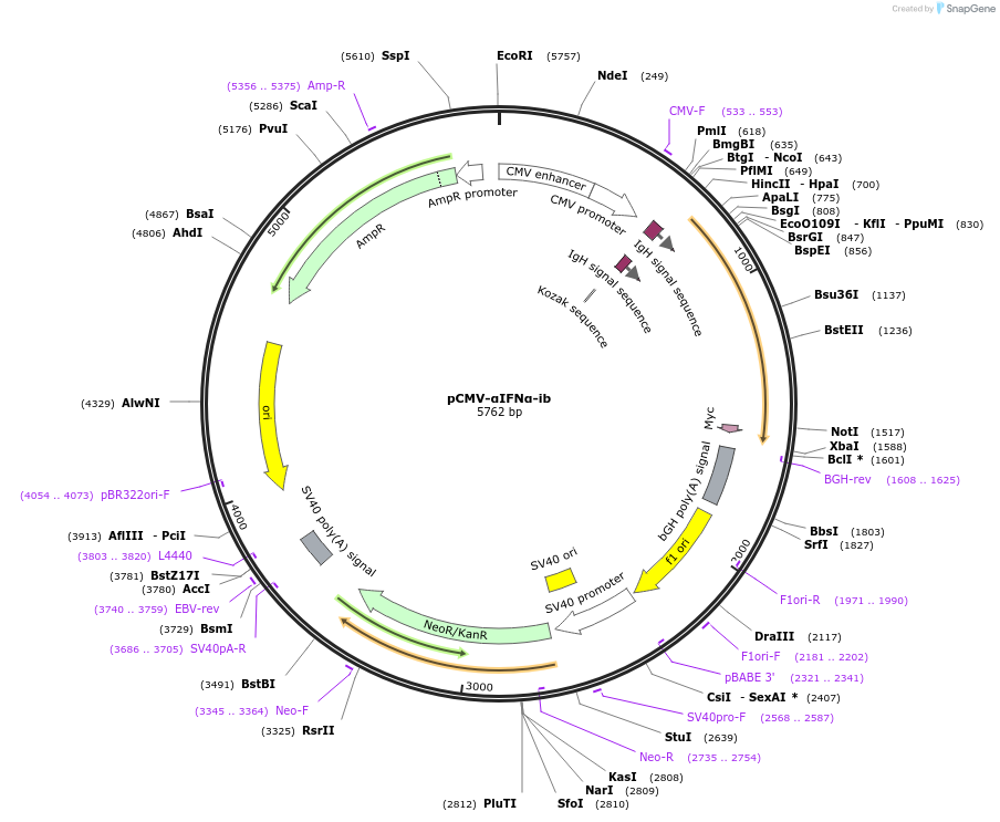 110798-plasmid-map-sequence-id-211394