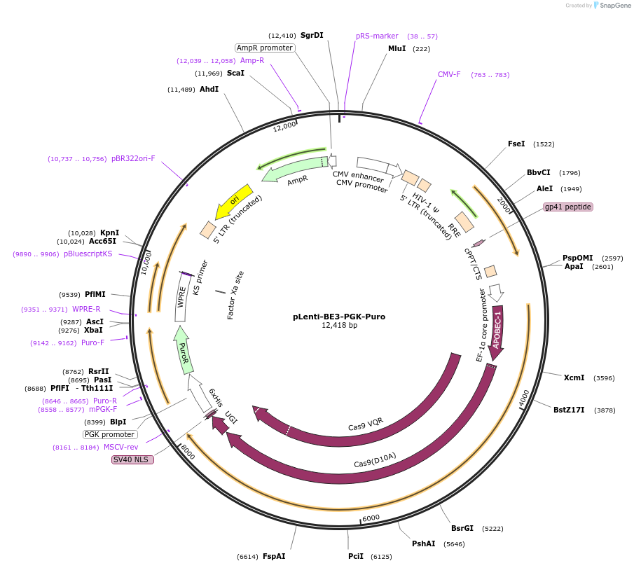 110842-plasmid-map-sequence-id-211408