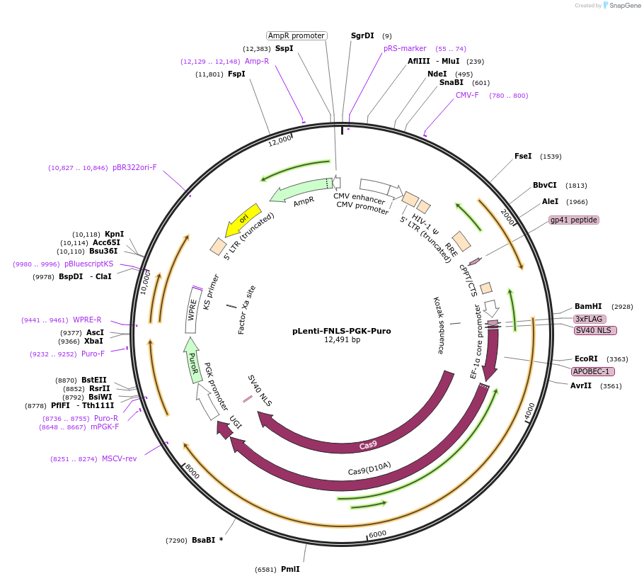 110844-plasmid-map-sequence-id-211409