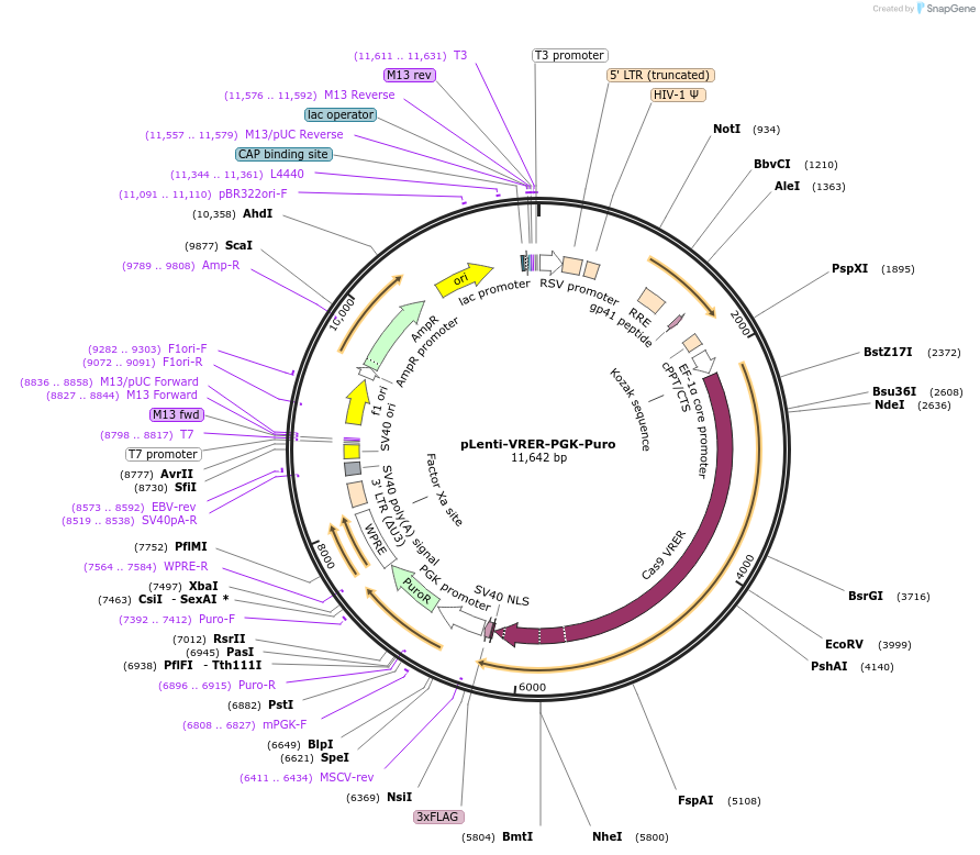 110856-plasmid-map-sequence-id-211431