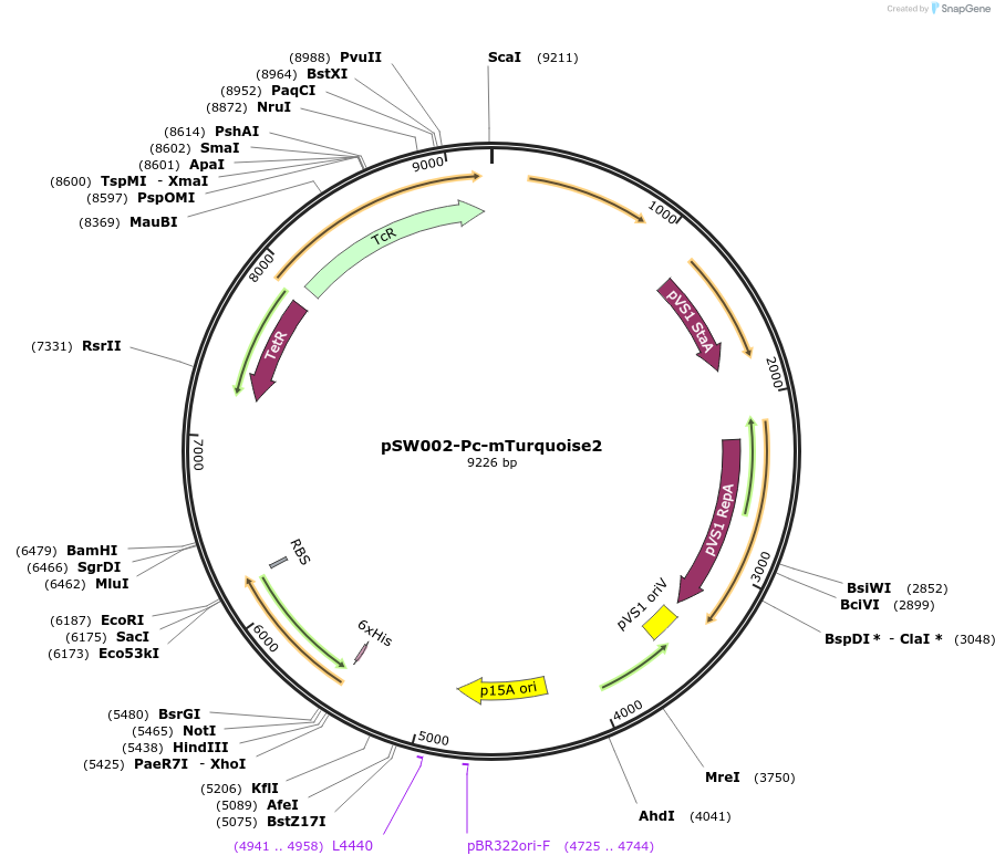 108235-plasmid-map-sequence-id-211432