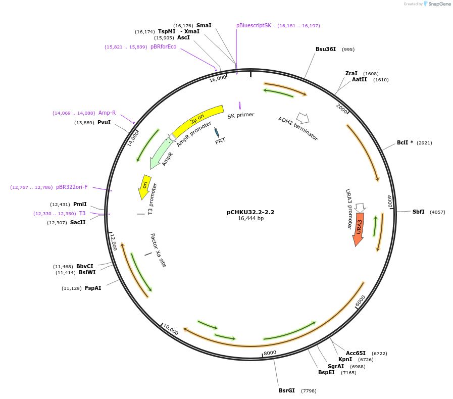 110665-plasmid-map-sequence-id-211438