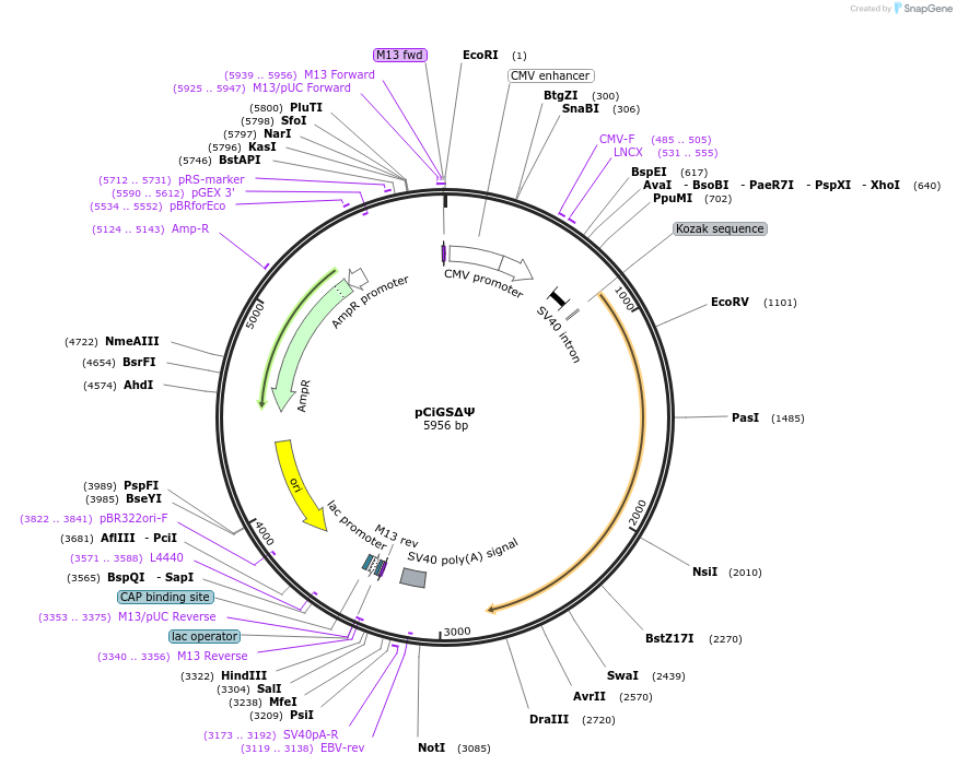 108312-plasmid-map-sequence-id-211440