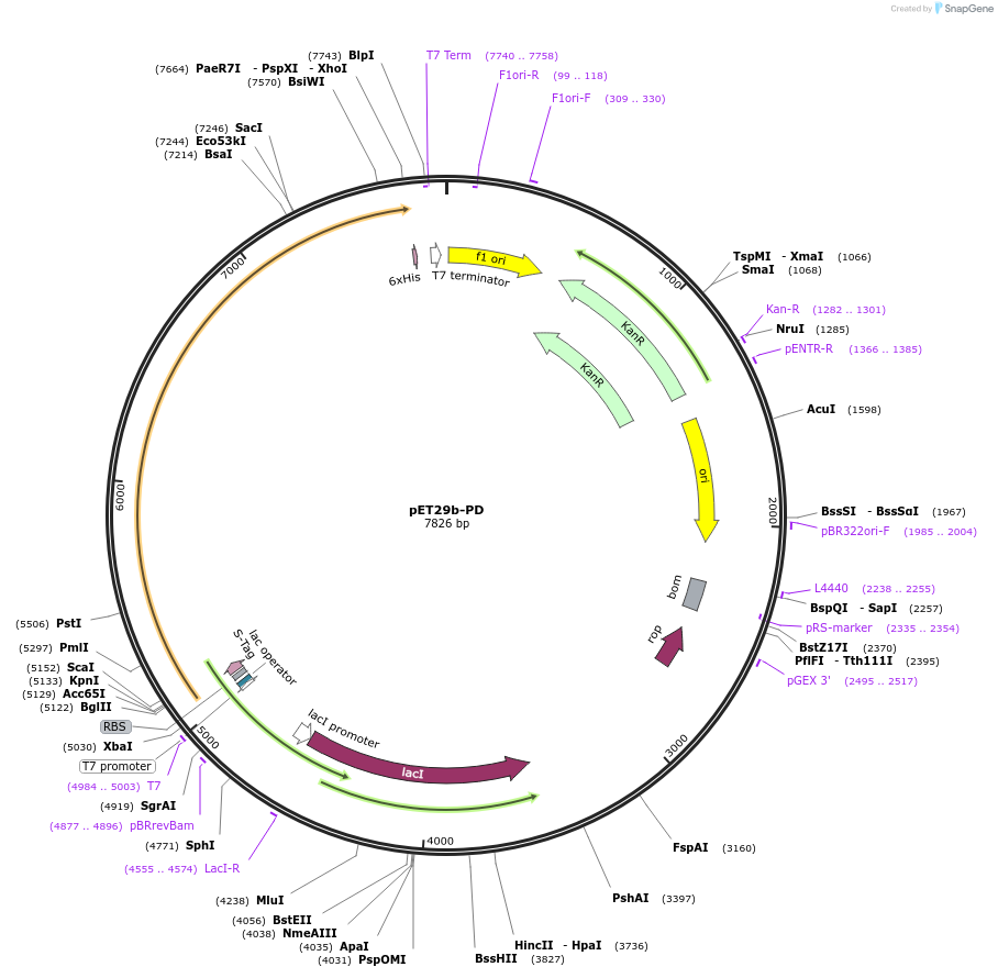 110168-plasmid-map-sequence-id-211442