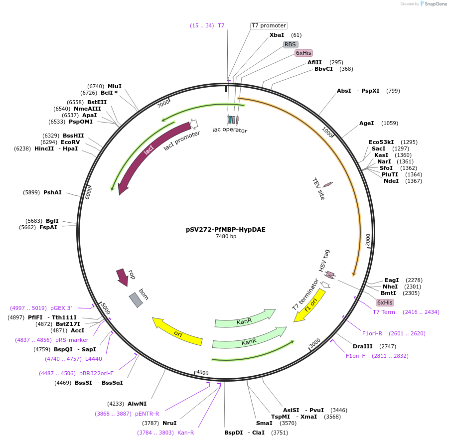 110296-plasmid-map-sequence-id-211446