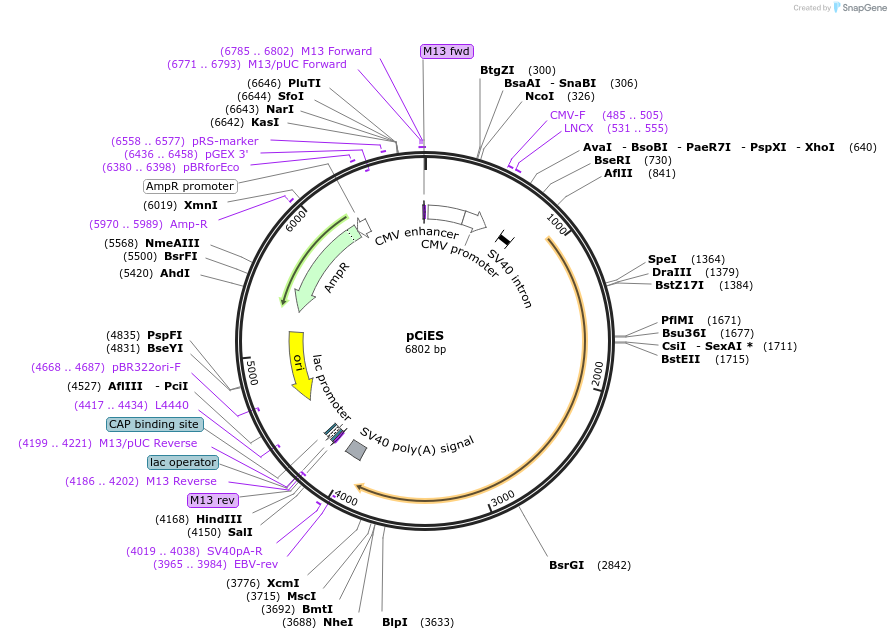 60010-plasmid-map-sequence-id-211473