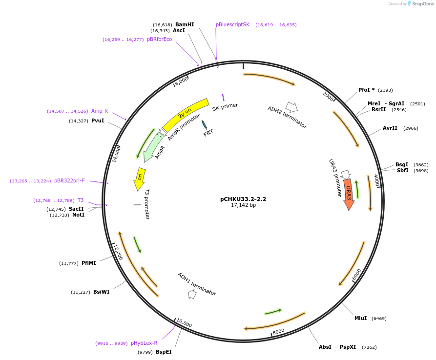 110667-plasmid-map-sequence-id-211482