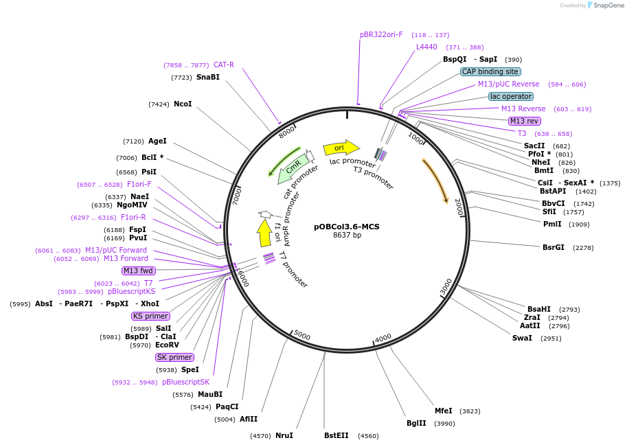 108311-plasmid-map-sequence-id-211484