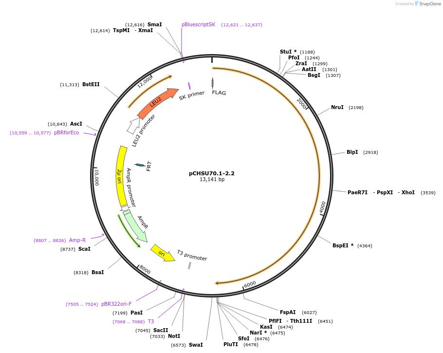110682-plasmid-map-sequence-id-211485