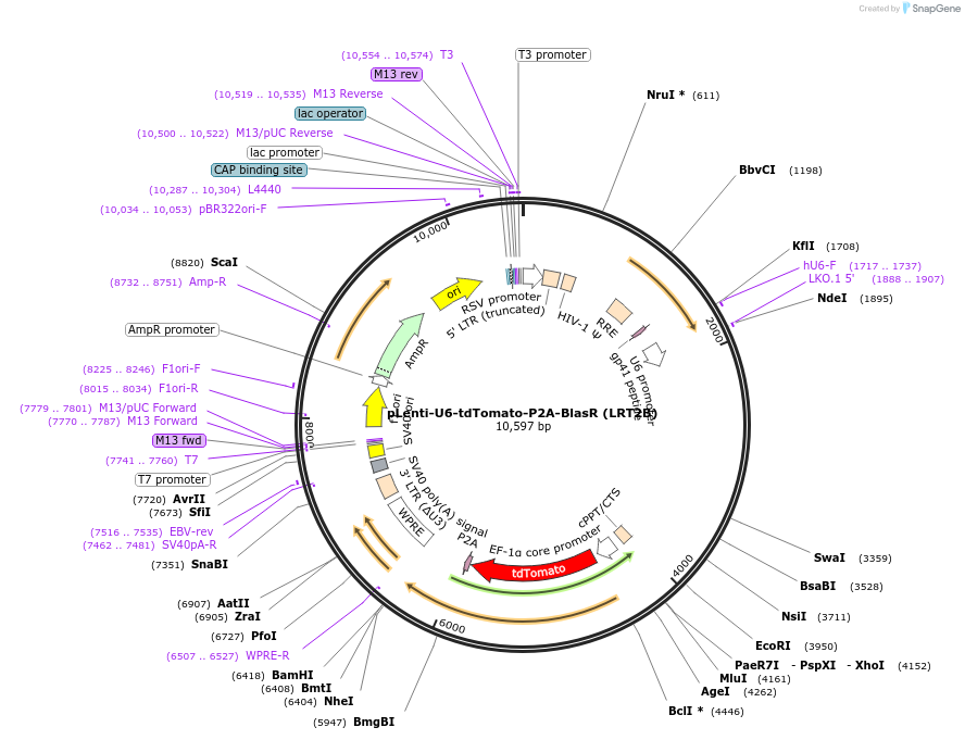 110854-plasmid-map-sequence-id-211510