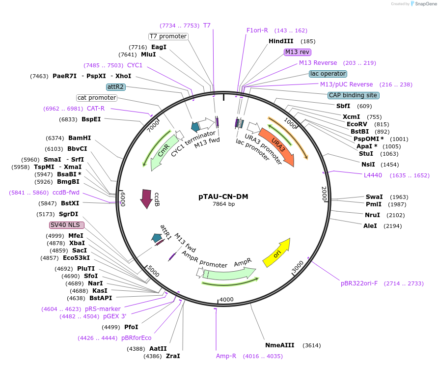 111230-plasmid-map-sequence-id-211521