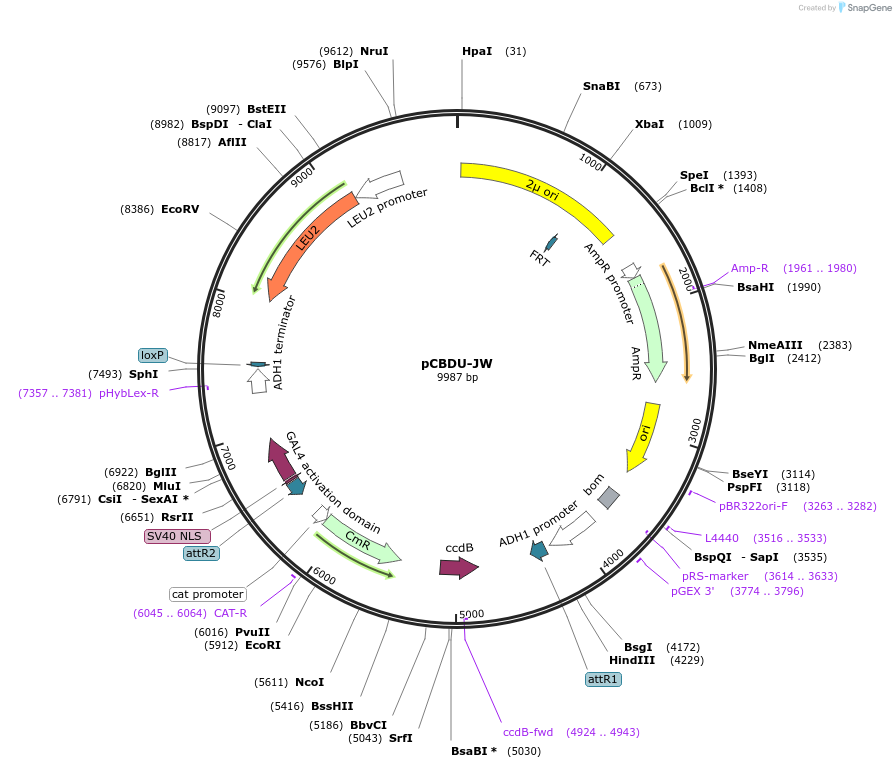 111237-plasmid-map-sequence-id-211526