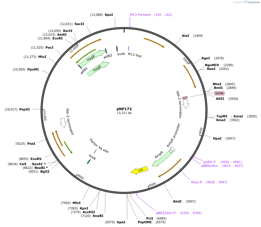 106363-plasmid-map-sequence-id-211528