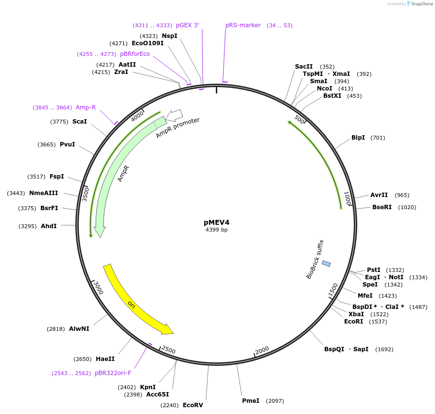 110539-plasmid-map-sequence-id-211531