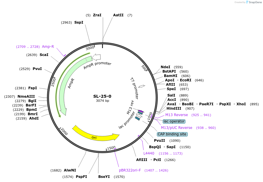 108673-plasmid-map-sequence-id-211536