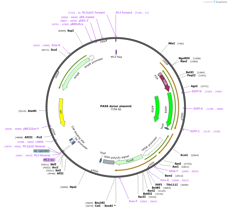 105239-plasmid-map-sequence-id-211546