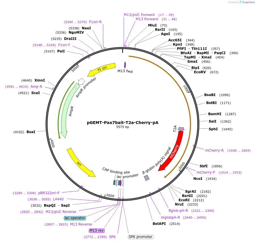 111154-plasmid-map-sequence-id-211552