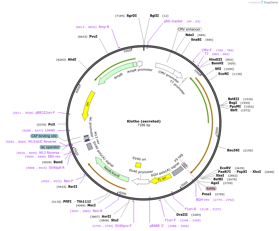 17713-plasmid-map-sequence-id-211556