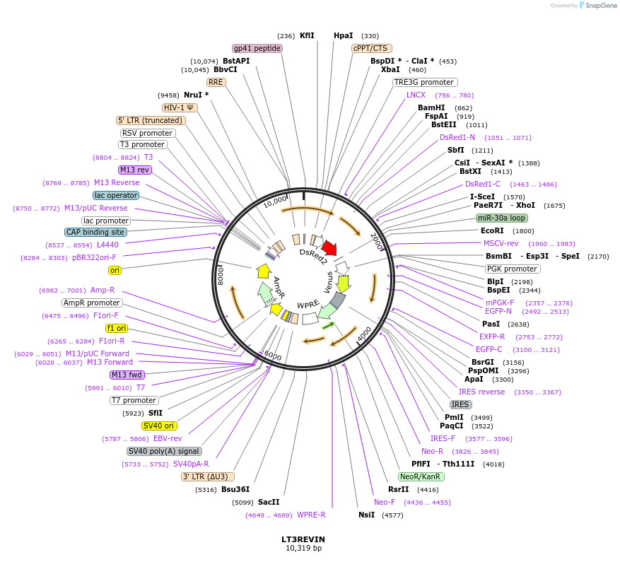111175-plasmid-map-sequence-id-211560