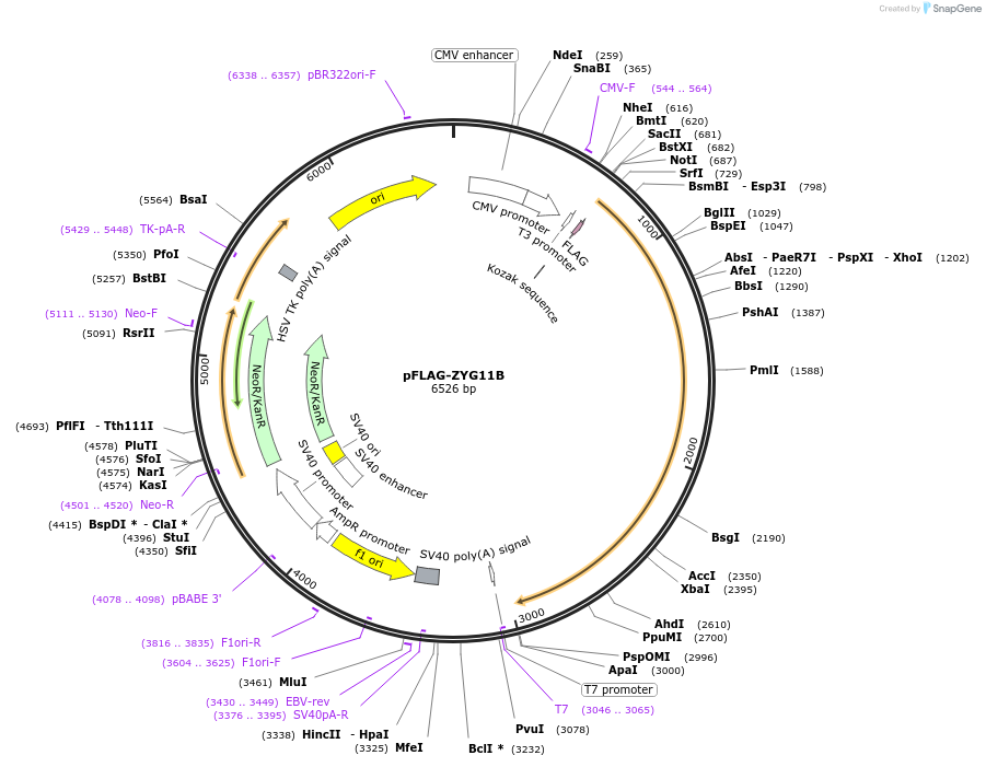 110550-plasmid-map-sequence-id-211568