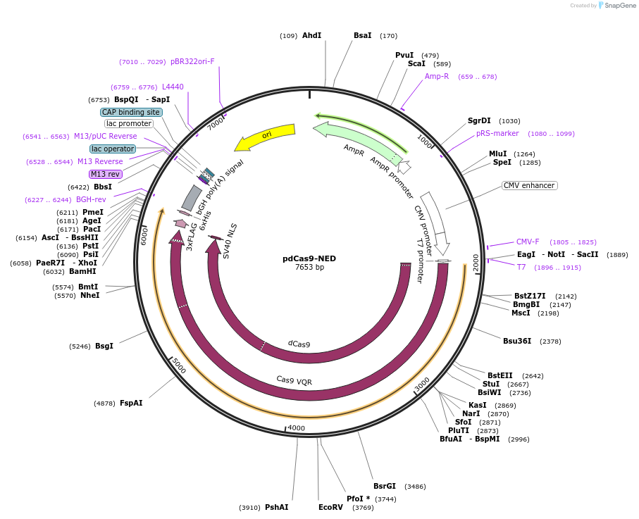 109358-plasmid-map-sequence-id-211572