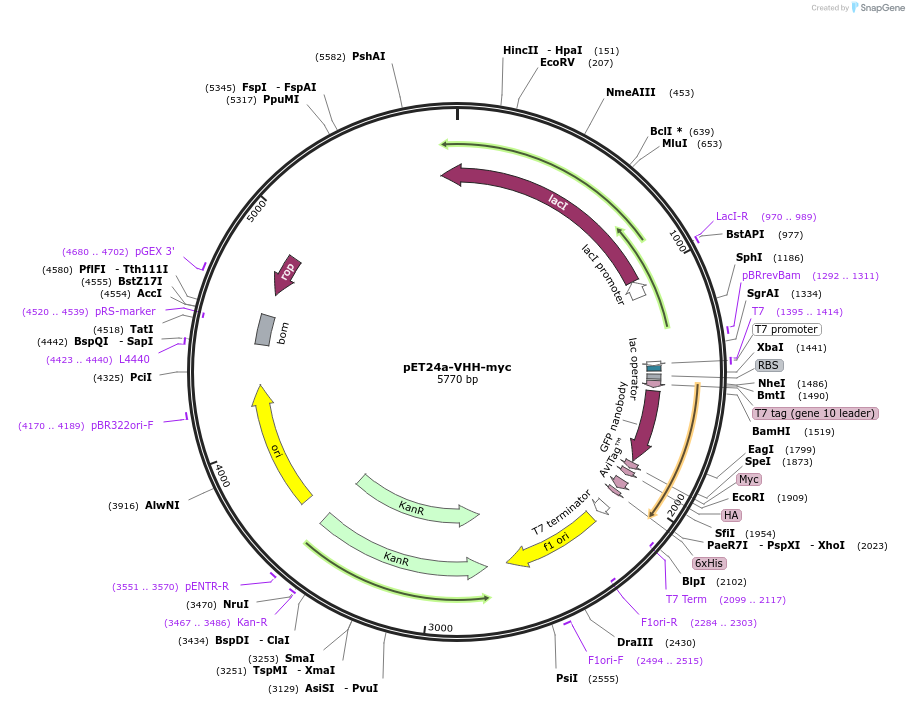 109422-plasmid-map-sequence-id-211585