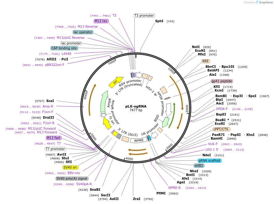 50662-plasmid-map-sequence-id-211596