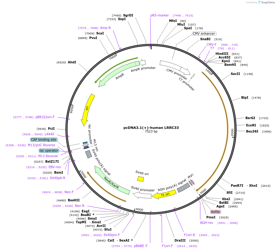 111602-plasmid-map-sequence-id-211628