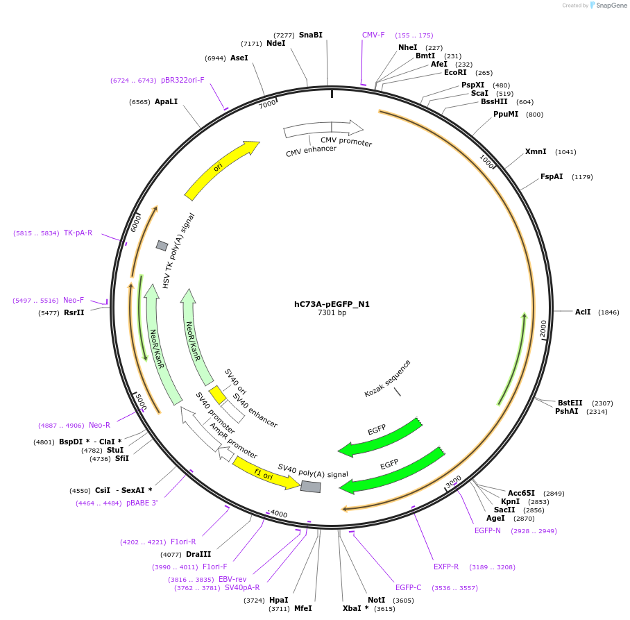 111533-plasmid-map-sequence-id-211636
