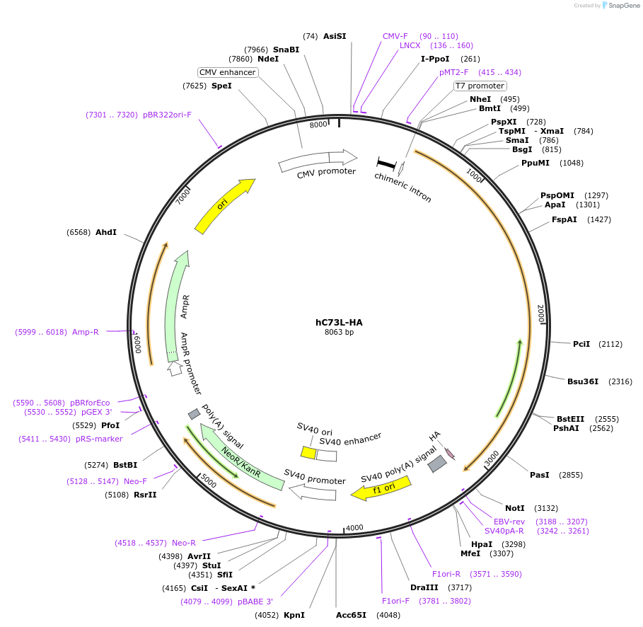 111527-plasmid-map-sequence-id-211650