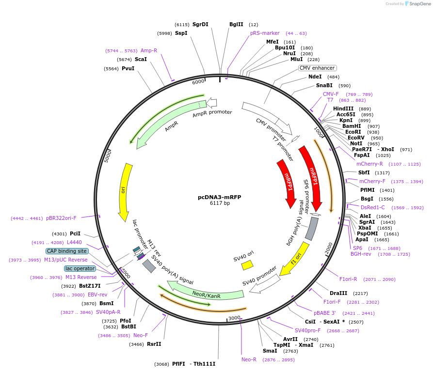 13032-plasmid-map-sequence-id-211651