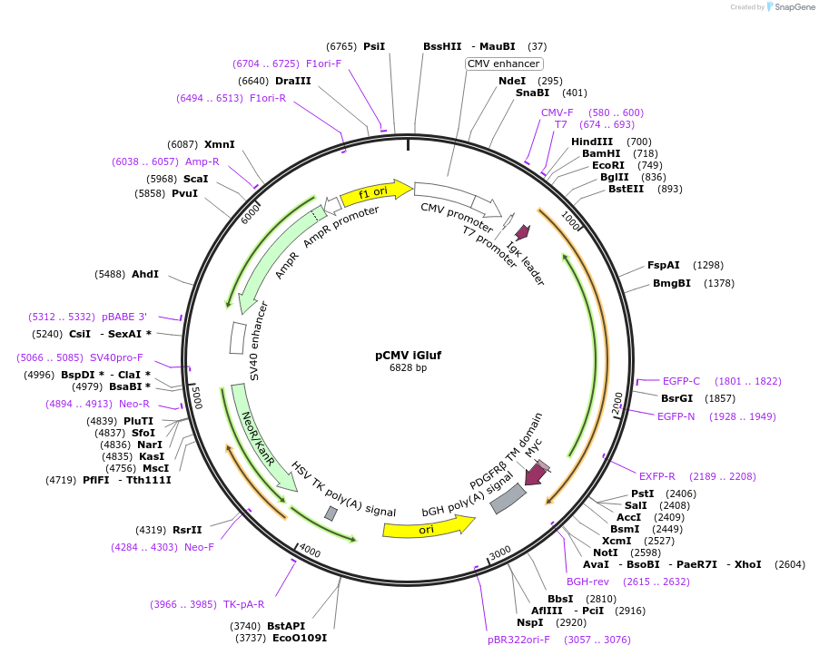 105833-plasmid-map-sequence-id-211679