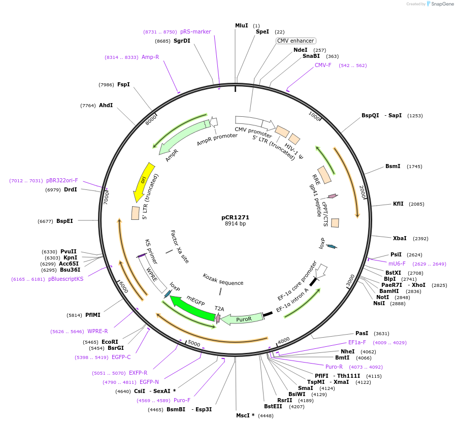 111106-plasmid-map-sequence-id-211898