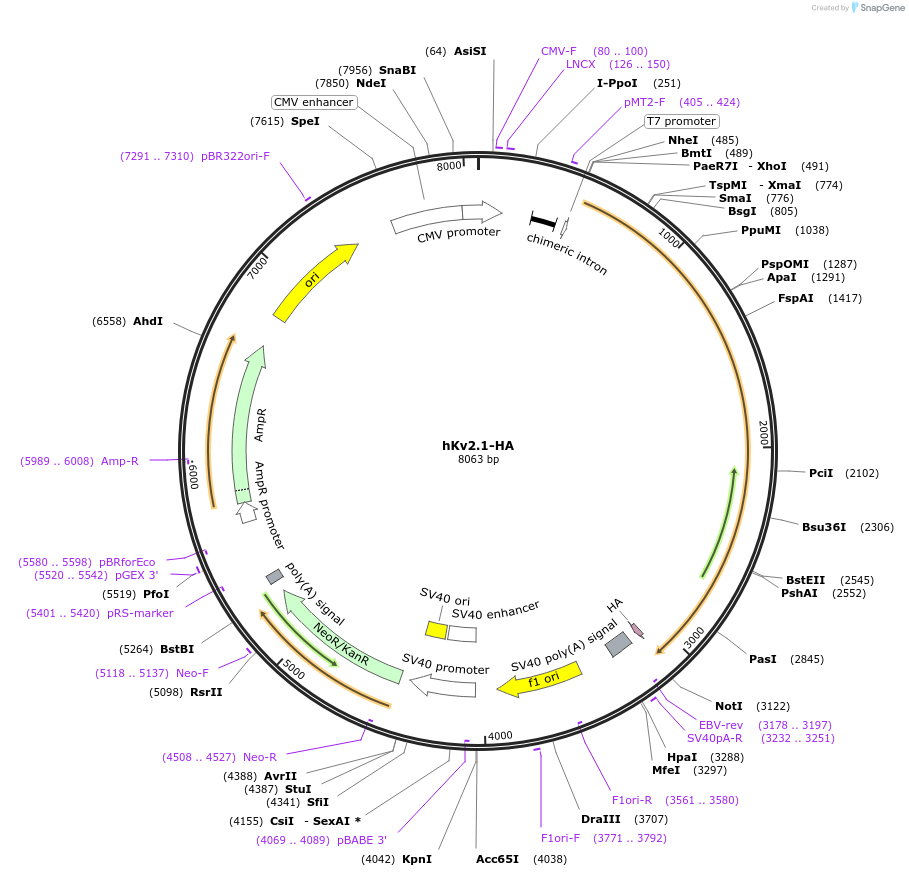 111525-plasmid-map-sequence-id-211900