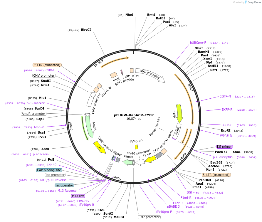 111075-plasmid-map-sequence-id-211911