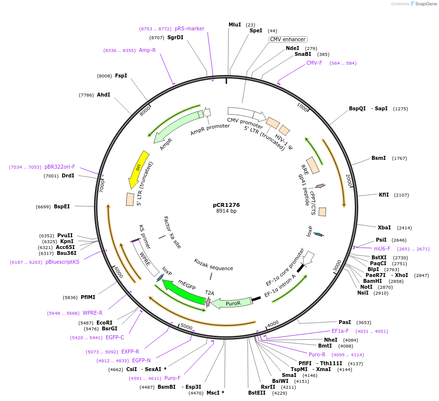 111115-plasmid-map-sequence-id-211912