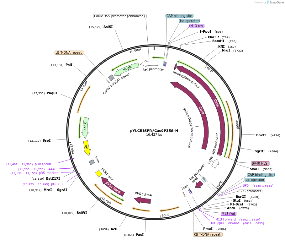 66189-plasmid-map-sequence-id-211913