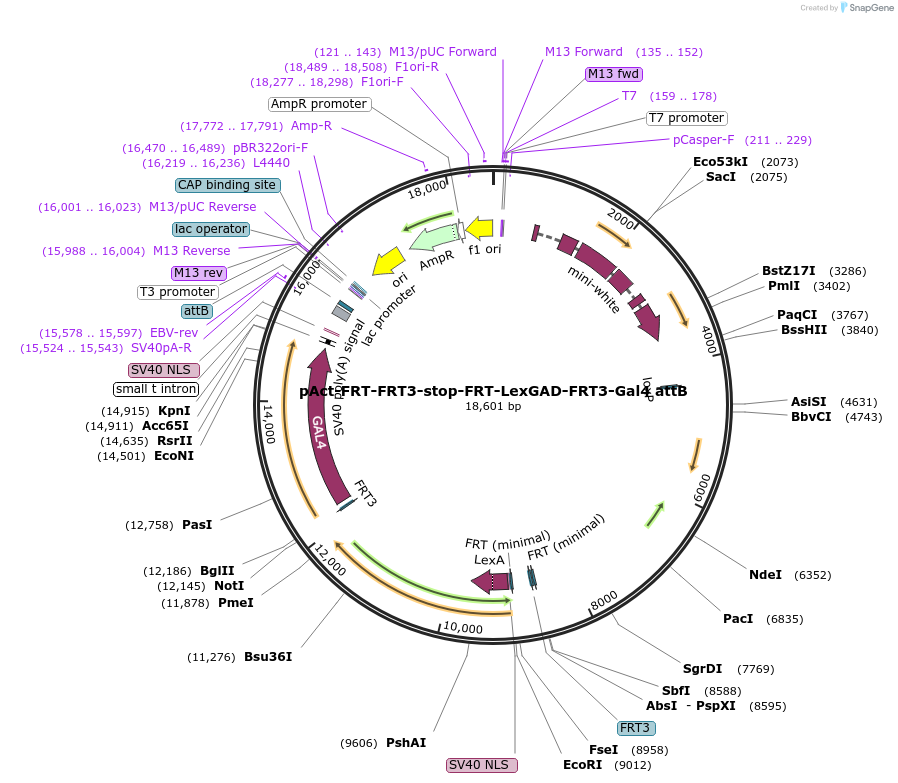 52890-plasmid-map-sequence-id-211914