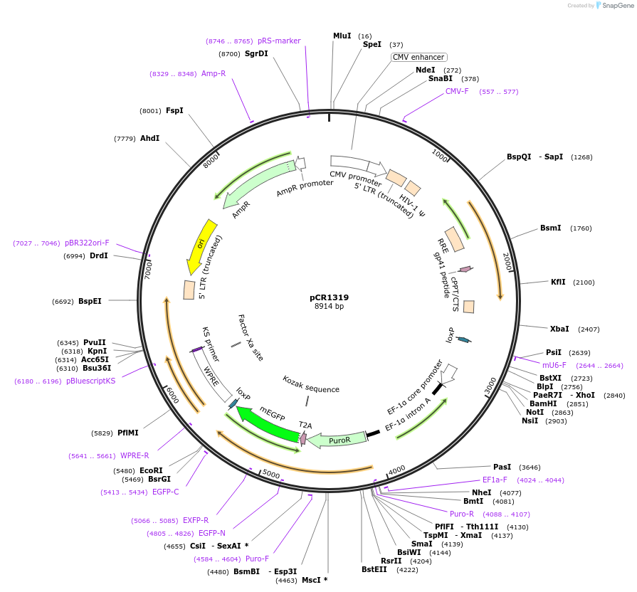 111116-plasmid-map-sequence-id-211916