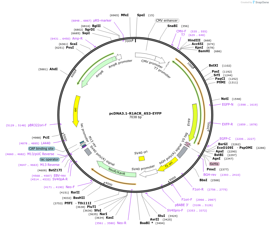 111079-plasmid-map-sequence-id-211926