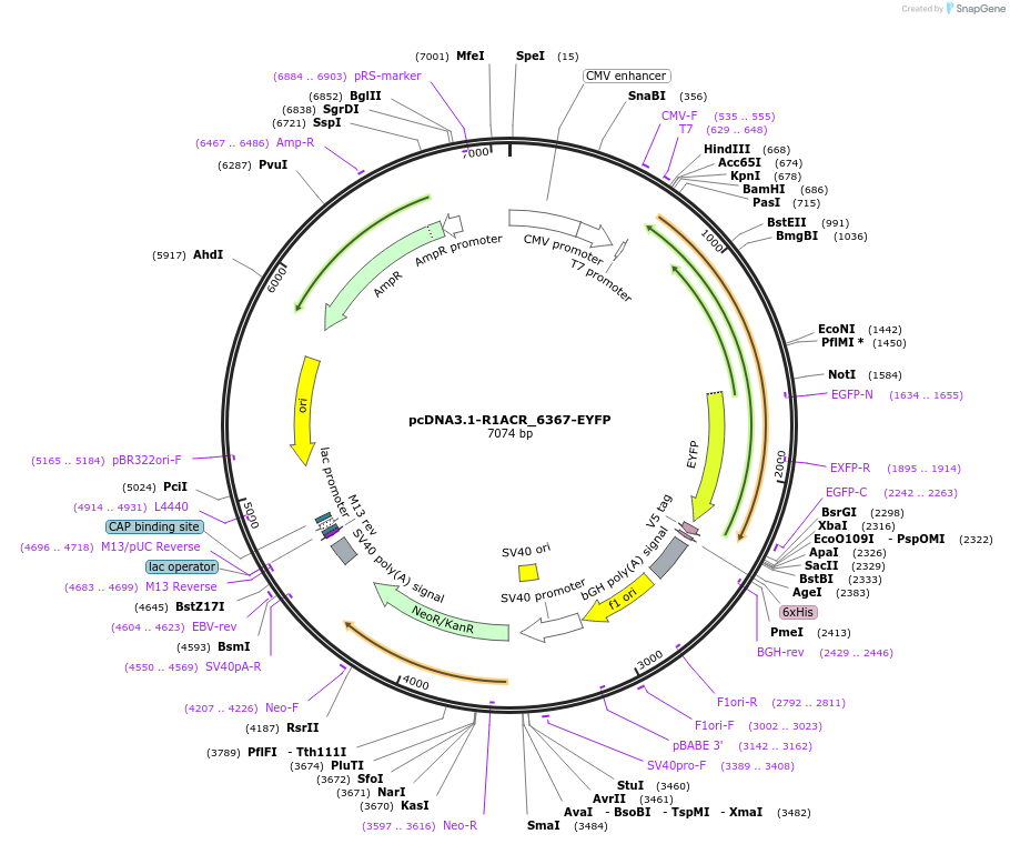 111080-plasmid-map-sequence-id-211927