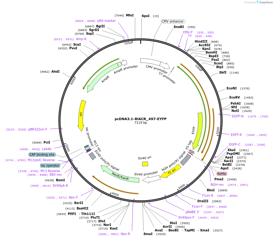 111078-plasmid-map-sequence-id-211928