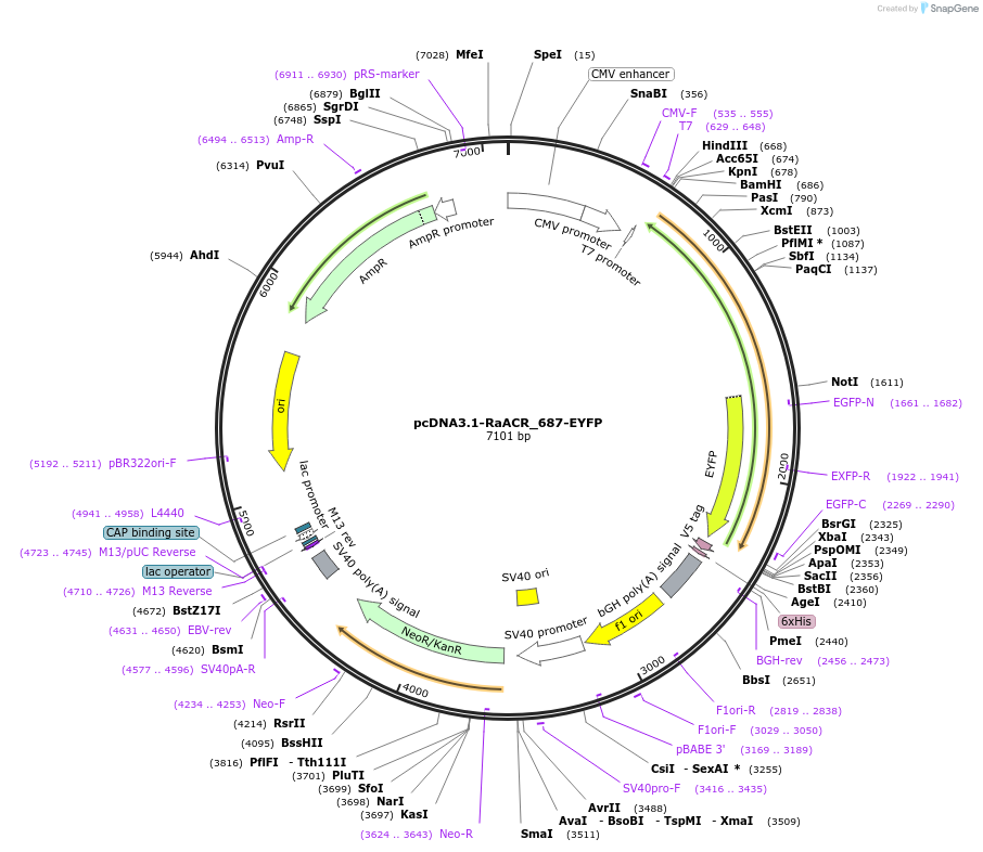 111077-plasmid-map-sequence-id-211929