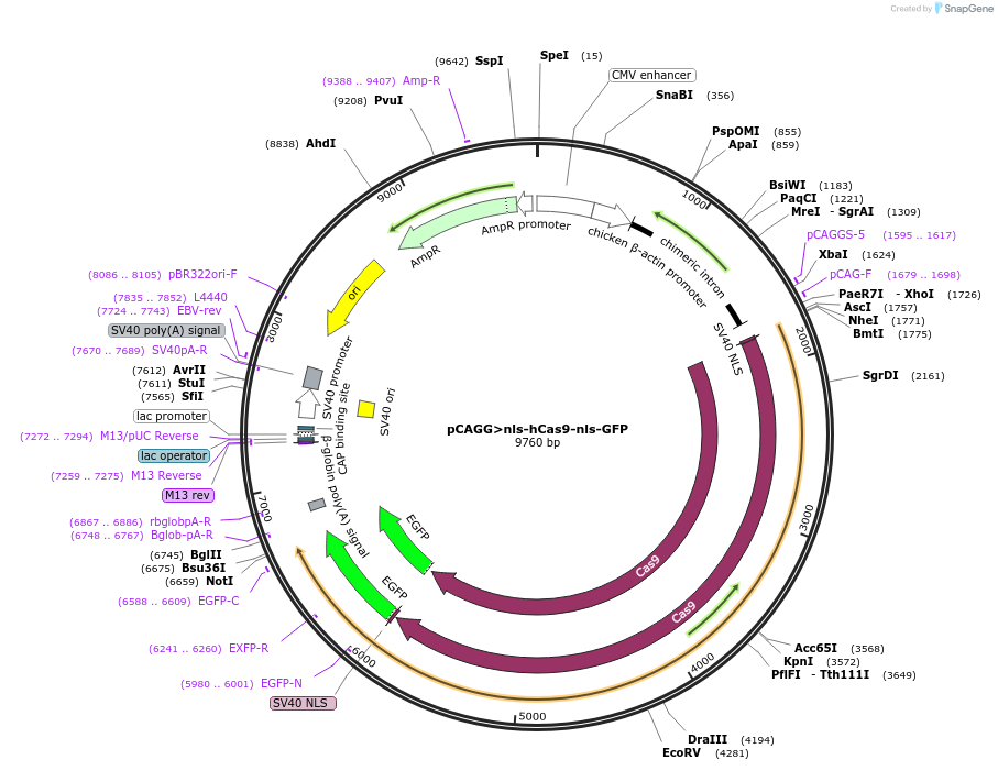 99141-plasmid-map-sequence-id-211937