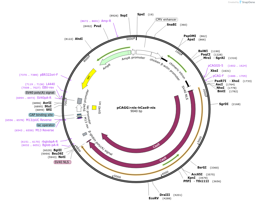 99138-plasmid-map-sequence-id-211939