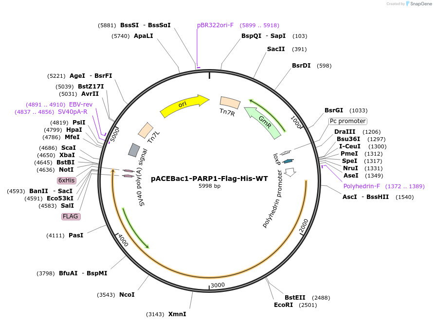 111572-plasmid-map-sequence-id-211945